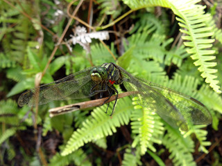 Dragonfly