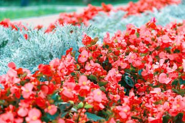 Bright red and scarlet flowers in the flowerbed