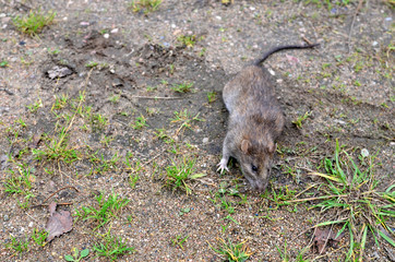 Large gray wild rat sits on the ground in a city park on a background of green grass. Long-tailed...