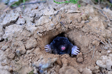 Mole crawling out of molehill above ground, showing strong front feet used for digging runs...