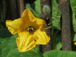flor de zapallo amarilla con abejorros polinizando