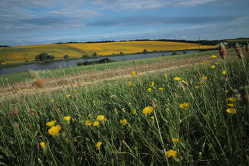 Fields, grass, flowers and forests in Hungary.