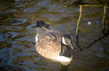 Canada goose in Kelsey Park, Beckenham, Greater London. A Canada goose swims on the lake in the...