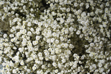  small white gypsophila flowers as floral texture. background of white flowers