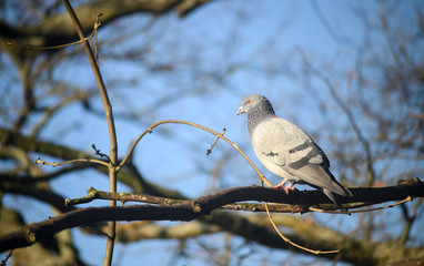 Rock dove or common pigeon or feral pigeon in Kelsey Park, Beckenham, Greater London. A dove (pigeon) sitting in a tree in Kelsey Park, Beckenham, Kent. Rock dove or common pigeon (Columba livia), UK