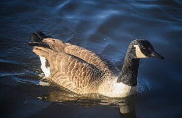 Canada goose in Kelsey Park, Beckenham, Greater London. A Canada goose swims on the lake in the...