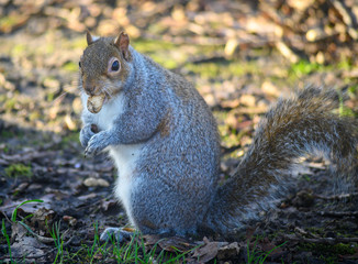 Naklejka na ściany i meble Grey squirrel in Kelsey Park, Beckenham, Greater London. Squirrel sitting on the ground eating a nut. There are many grey squirrels in Kelsey Park, Beckenham. Grey squirrel (Sciurus carolinensis), UK.