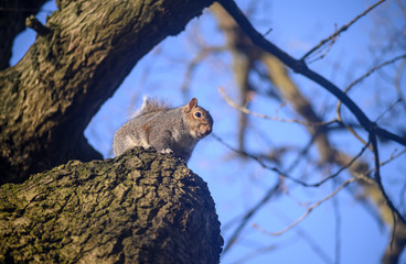 Grey squirrel in Kelsey Park, Beckenham, Greater London, UK. A squirrel sitting high in a tree. There are many grey squirrels in Kelsey Park, Beckenham, Kent. Grey squirrel (Sciurus carolinensis), UK. © Jonathan Wilson