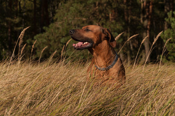A hunting dog standing in tall grass, resting after running. Breed: Rhodesian ridgeback.