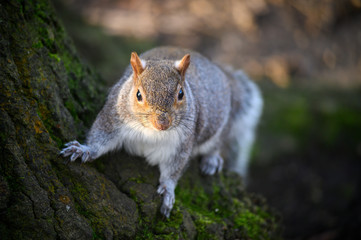 Grey squirrel in Kelsey Park, Beckenham, Greater London. A squirrel climbing on a tree trunk. There are many grey squirrels in Kelsey Park, Beckenham, Kent. Grey squirrel (Sciurus carolinensis), UK.