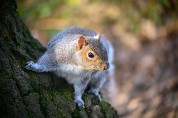 Grey squirrel in Kelsey Park, Beckenham, Greater London. A squirrel climbing on a tree trunk. There are many grey squirrels in Kelsey Park, Beckenham, Kent. Grey squirrel (Sciurus carolinensis), UK.