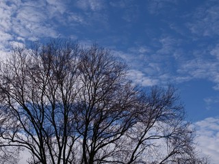 Tree in winter with no foliage against cloudy sky