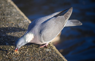 Rock dove or common pigeon or feral pigeon in Kelsey Park, Beckenham, Greater London. This dove...