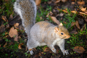 Grey squirrel in Kelsey Park, Beckenham, Greater London. A squirrel walking on the ground with leaves. There are many grey squirrels in Kelsey Park, Beckenham. Grey squirrel (Sciurus carolinensis), UK