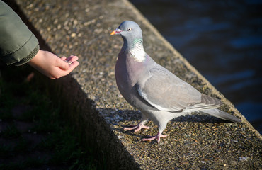 Rock dove or common pigeon or feral pigeon in Kelsey Park, Beckenham, Greater London. This dove (pigeon) is fed by hand in Kelsey Park, Beckenham, Kent. Rock dove or common pigeon (Columba livia), UK.