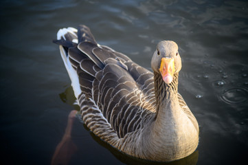Greylag goose in Kelsey Park, Beckenham, Greater London. A greylag goose swims on the lake in the...