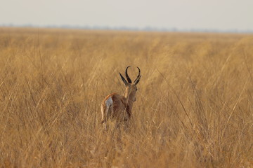 One lonely impala running away in nata in Botswana on holiday. Traveling during dry season in summer.