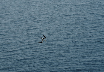 amazing scene of seagull at sea