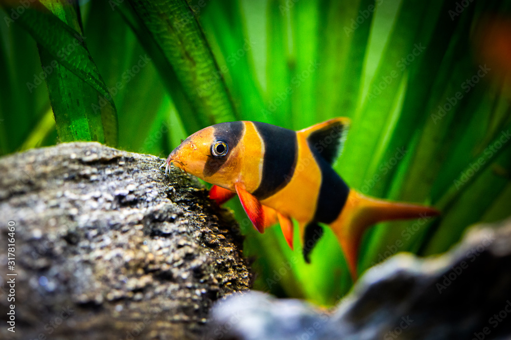 Poster large clown loach in fish tank (chromobotia macracanthus) - Posters