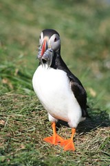 puffin