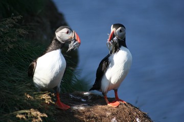puffins