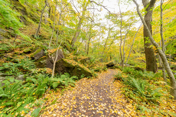 Beautiful fall color of the Oirase Gorge