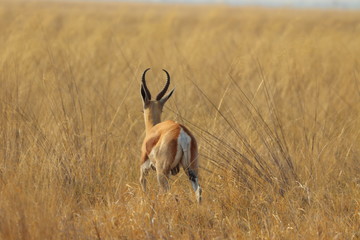 One lonely impala running away in nata in Botswana on holiday. Traveling during dry season in summer.