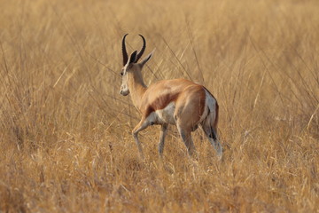 One lonely impala running away in nata in Botswana on holiday. Traveling during dry season in summer.