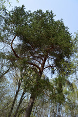 Pine tree grows in deciduous forest. Spring view.