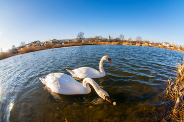 white swans on an autumn lake on a sunny day