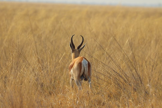 One lonely impala running away in nata in Botswana on holiday. Traveling during dry season in summer.