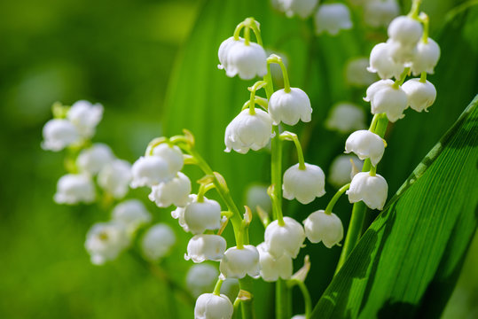 Flower Spring Sun White Green Background Horizontal. Spring flower lily of the valley. Lily of the valley. Ecological background Blooming lily of the valley green grass background in the sunlight.