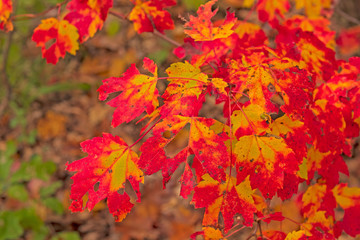 Naklejka na ściany i meble Colorful Leaves in the Deep Forest