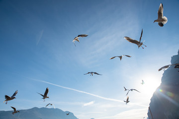 Fototapeta premium the flight of birds against the blue sky in backlight