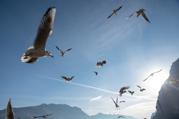 the flight of birds against the blue sky in backlight