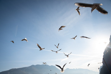 the flight of birds against the blue sky in backlight