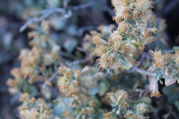 Plants of the Family Asteraceae often develop a Pappus of silky plumes, such as this Cliff Goldenbush, Ericameria Cuneata, a Southern Mojave Desert native of Indian Cove in Joshua Tree National Park.