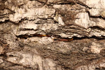Texture of birch bark in close-up with flashes of fire shining through it. 