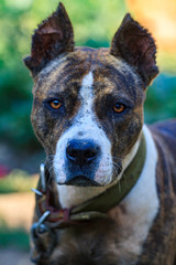 black dog's mouth close-up