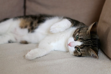 Sleepy tabby cat lying on a couch. Selective focus.