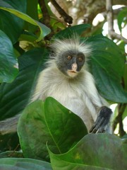 Close-up of Red Colobus monkey