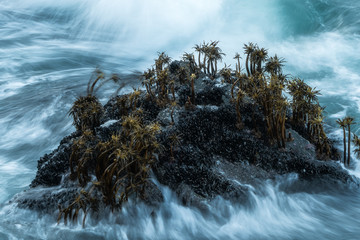 Seascape - Oregon Coast