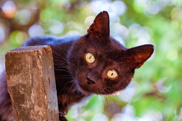 Close-up of a Black Cat looking at the camera