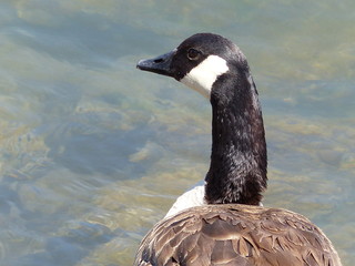 Hals und Kopf der Kanadagans