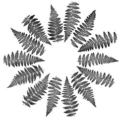 The fern leaves flat lay arrangement in circle shape rosette, isolated on white background in macro...