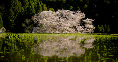 水に映る桜