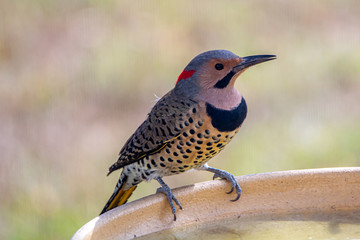 Male Northern Flicker on a Bird Bath
