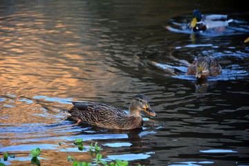 Ducks  swim in the golden water in the lake at the sundown