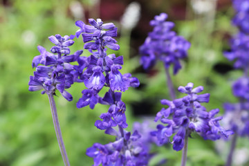 Obraz premium Closeup of blue sage flower clusters in summer