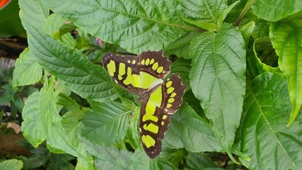 caterpillar on a leaf